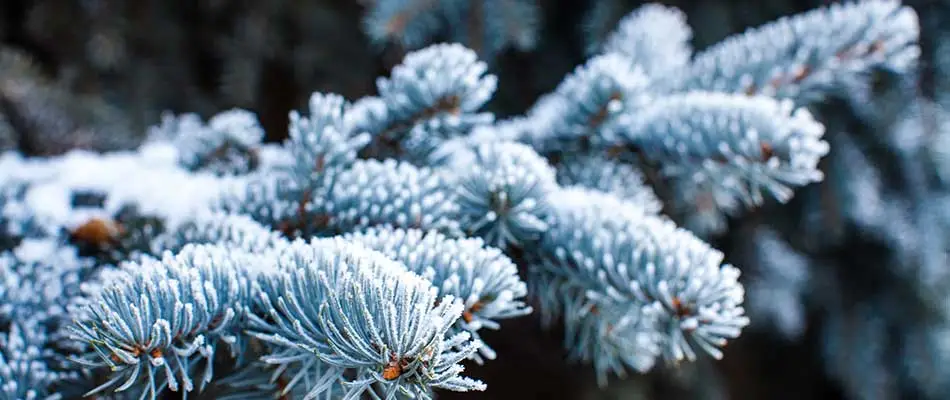 Blue spruce limbs and needles covered in snow and frost in Bristow, VA.