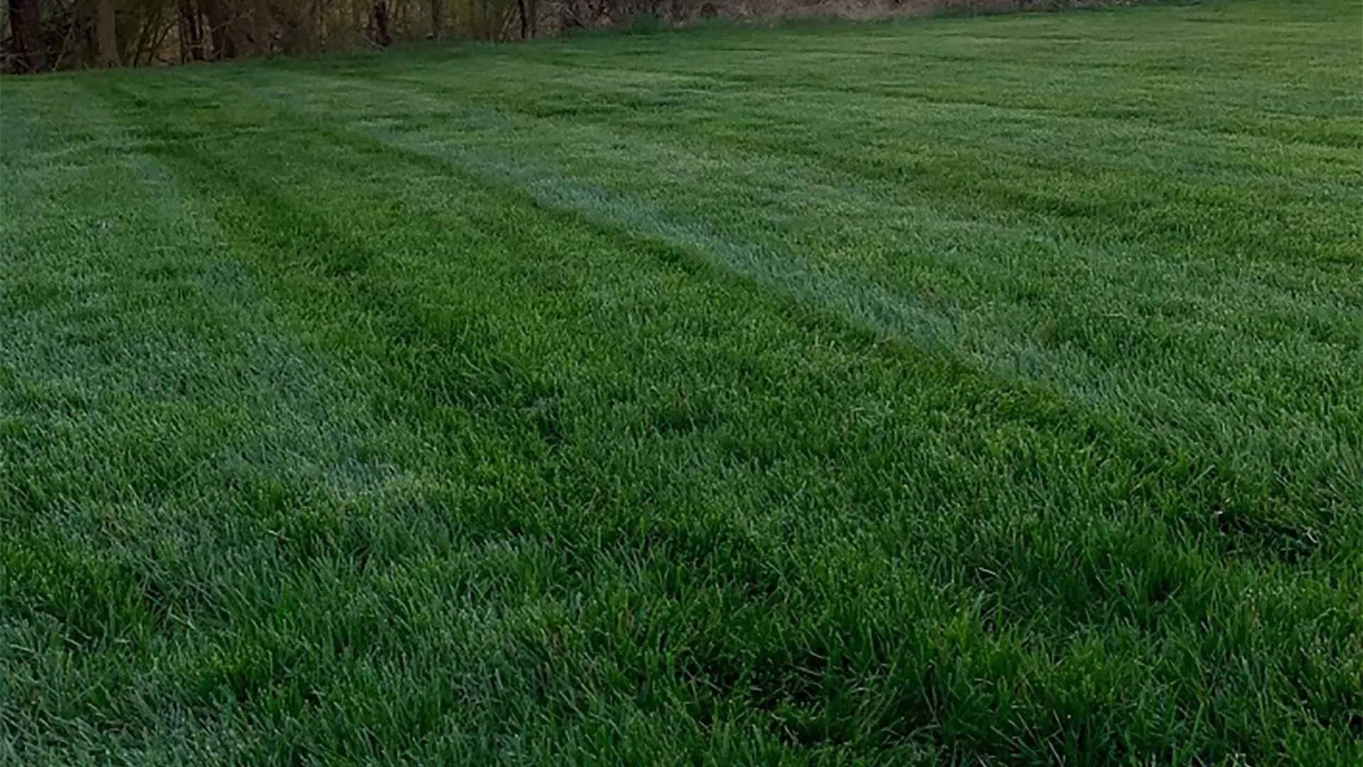 Our 9-step premium lawn care program helped this Haymarket client's lawn grow green and strong.