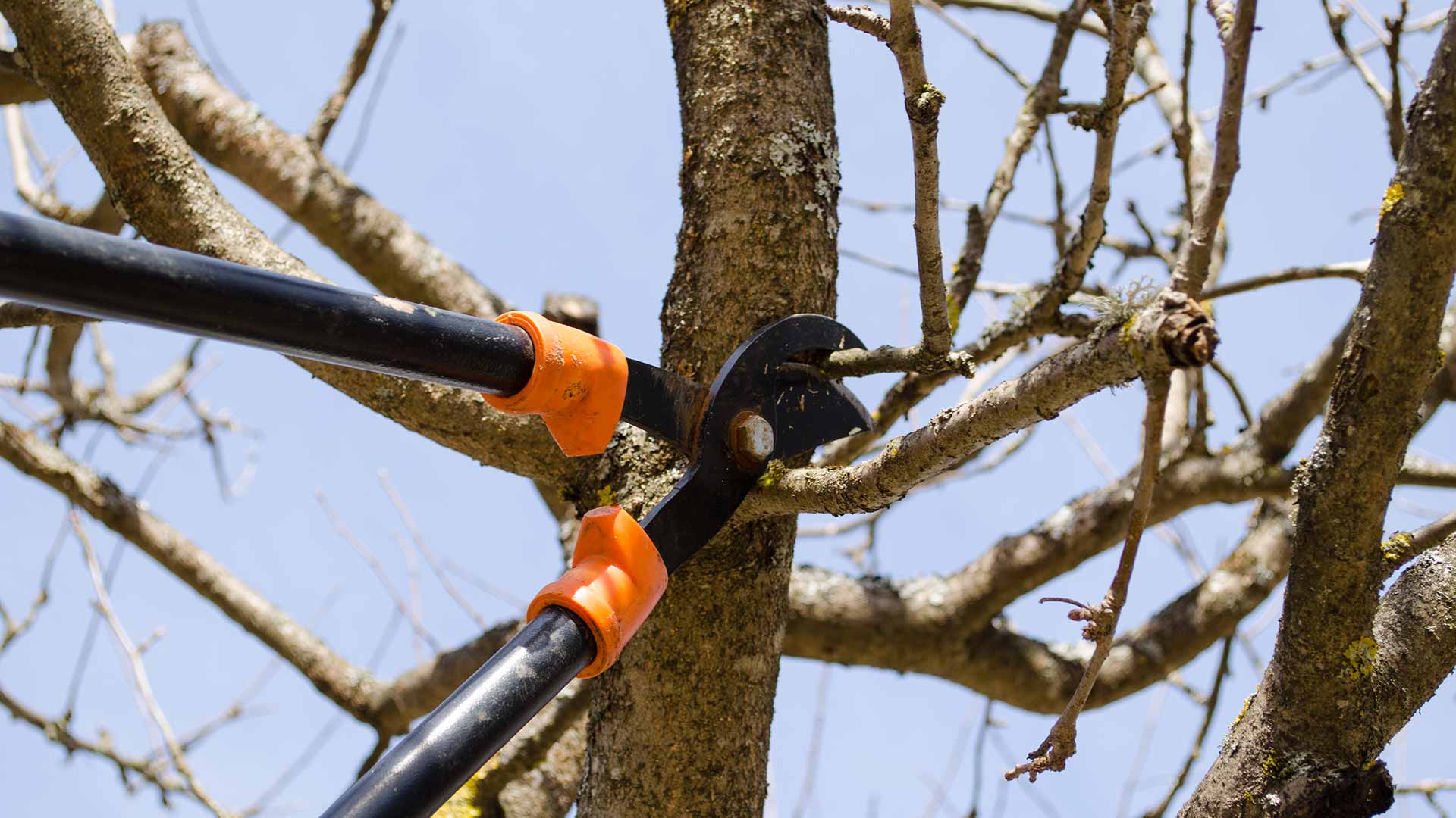 Tree limbs being pruned and trimmed on a Bristow, VA property.