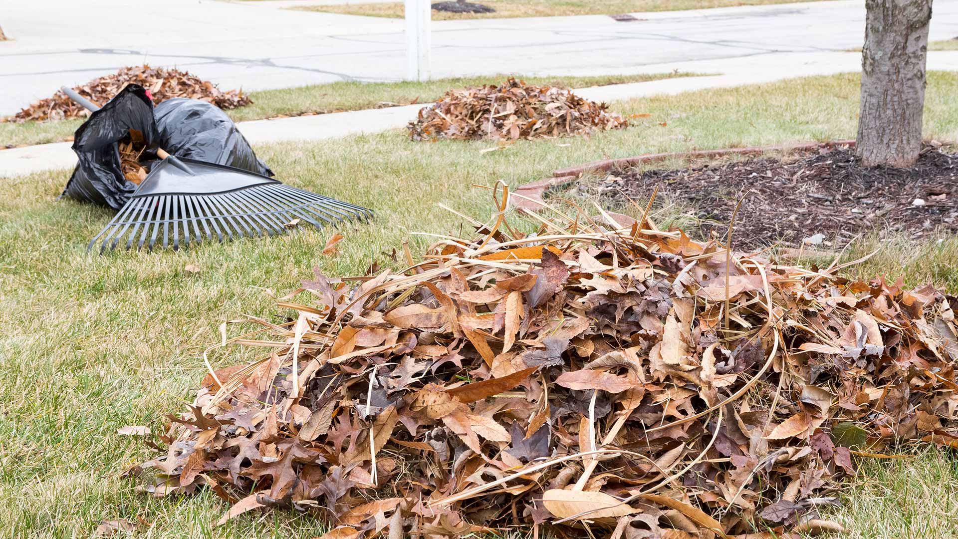 Leaves being removed during a yard cleanup service in Bristow, VA.
