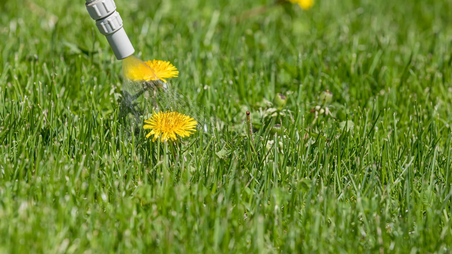 How Long Does It Take for Post-Emergent Weed Control to Eliminate Weeds?