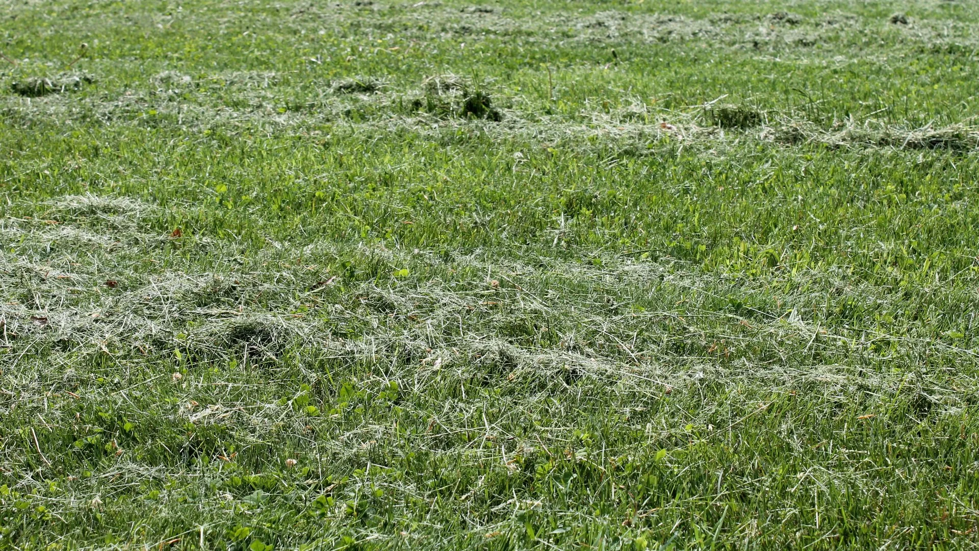 Bagging Grass Clippings vs Leaving Them: Which Is Best After Mowing?