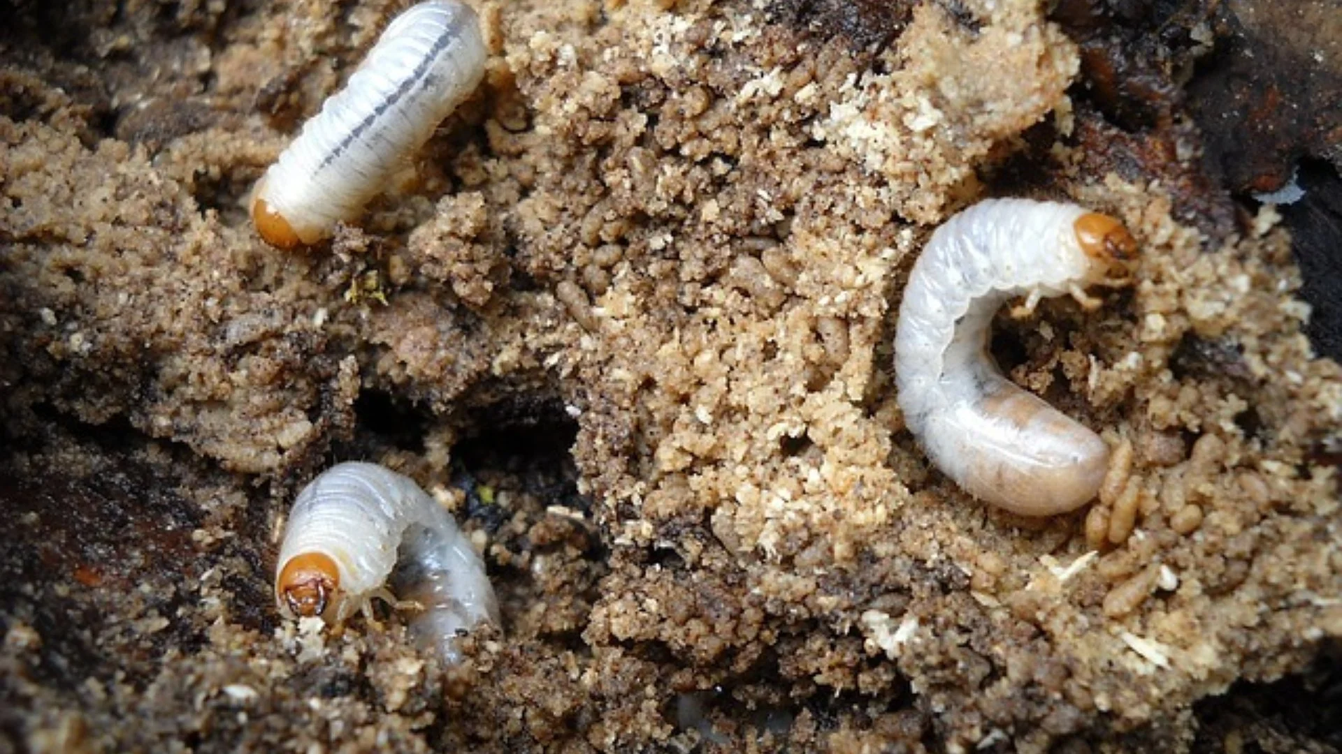 Grub Infestations: How to Tell if Your Lawn Has One