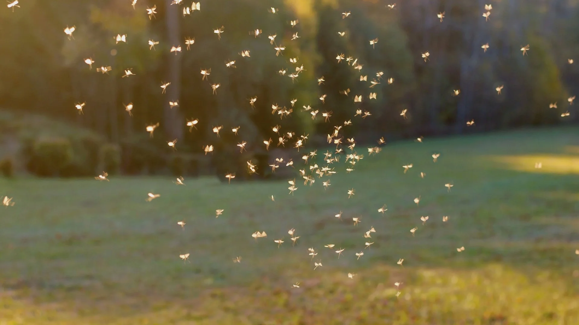 Your Guide to an Outdoor Space With Fewer Mosquitoes