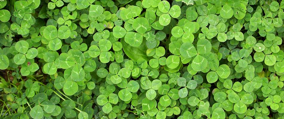 Why Do Clovers Grow in Your Yard?