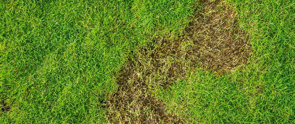 Brown patch on lawn caused by grubs on a property in Bristow, VA.