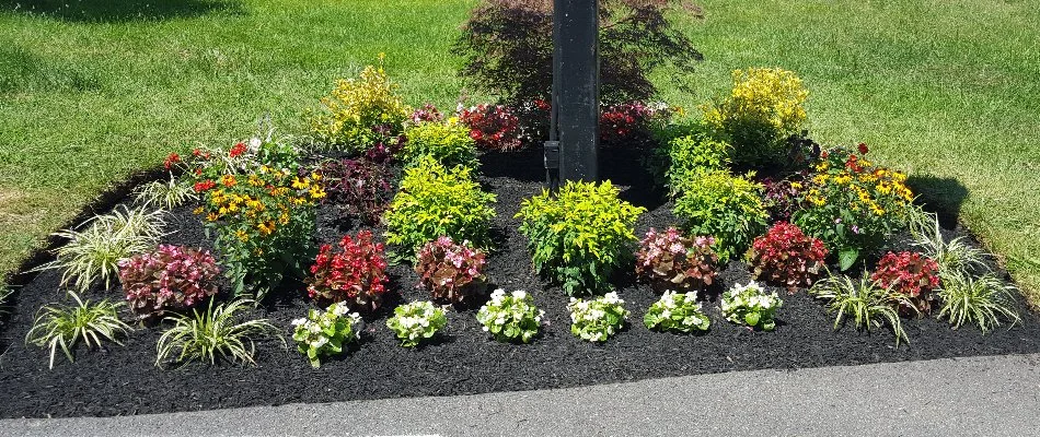 Black mulch, flowers, and shrubs in a small landscape in Bristow, VA.