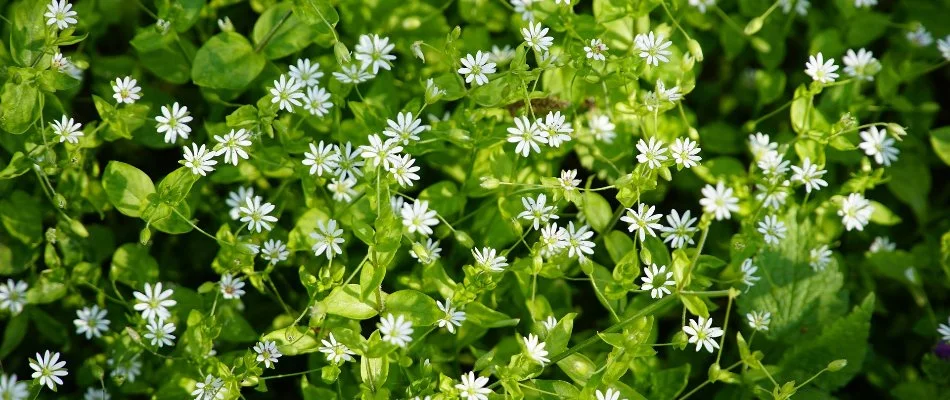 A bundle of chickweeds in Bristow, VA, with white flowers.