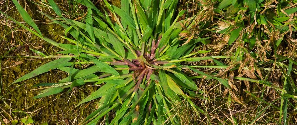 Crabgrass weed in Bristow, VA, on a lawn.