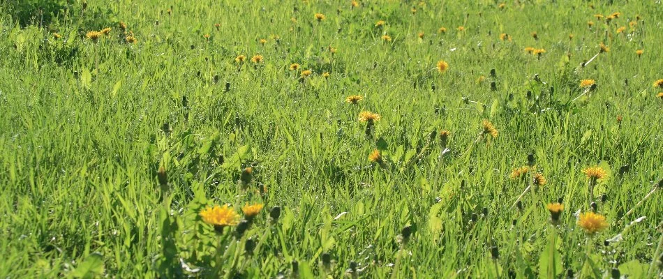 Dandelions in Bristow, VA, spread across a lawn.