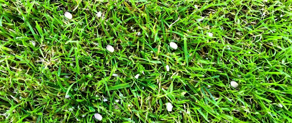 Granular fertilizer spread on lawn in Bristow, VA.