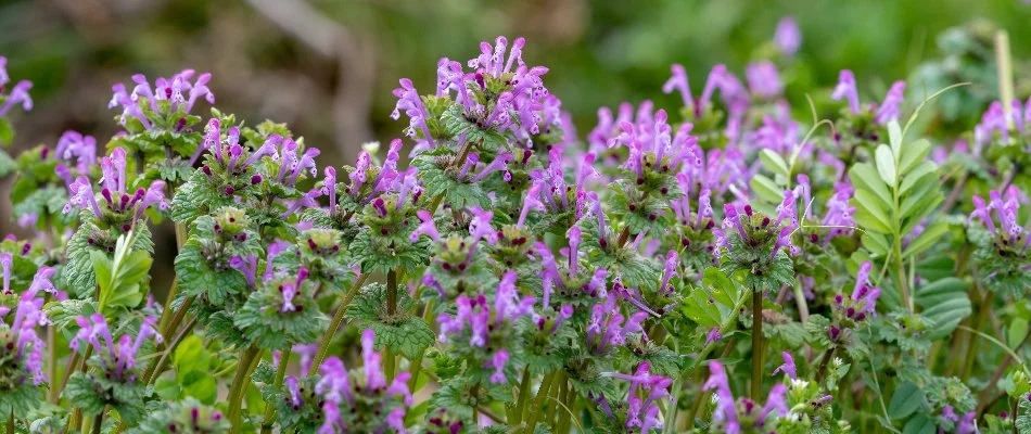 Henbit weeds with purple flowers in Bristow, VA.