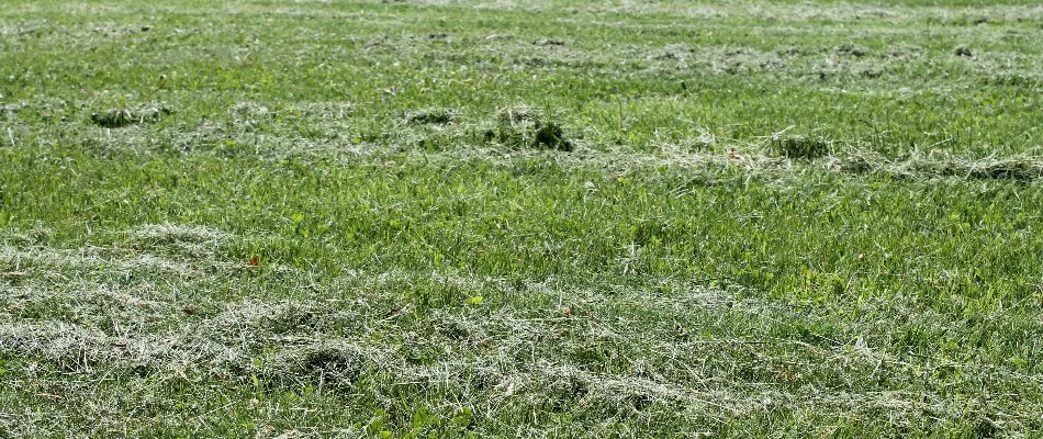 Grass clippings on a lawn in Bristow, VA.