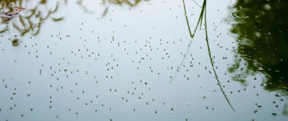 Standing water in Bristow, VA, with many mosquitoes.