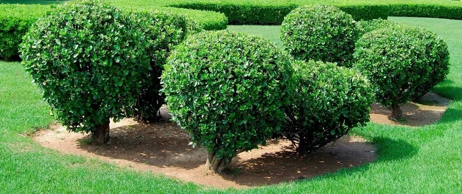 Shaped shrubs on a lawn in Bristow, VA, with green foliage.