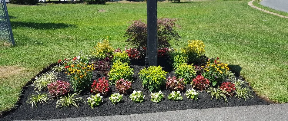 Small landscape bed in Bristow, VA, with colorful annual flowers.