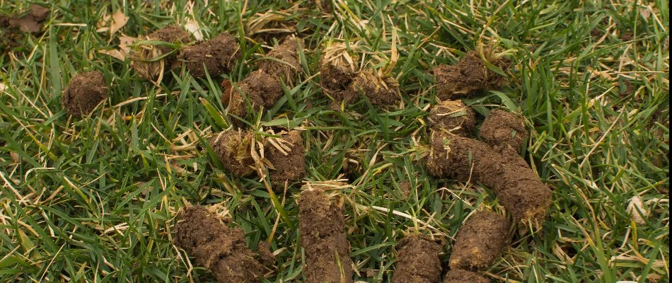 Soil cores on a lawn in Bristow, VA.