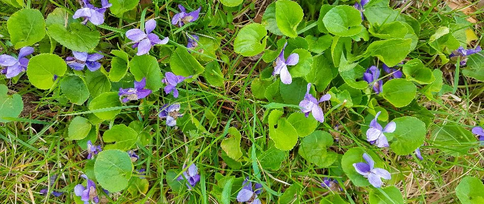 A cluster of wild violet weeds on a lawn in Bristow, VA.