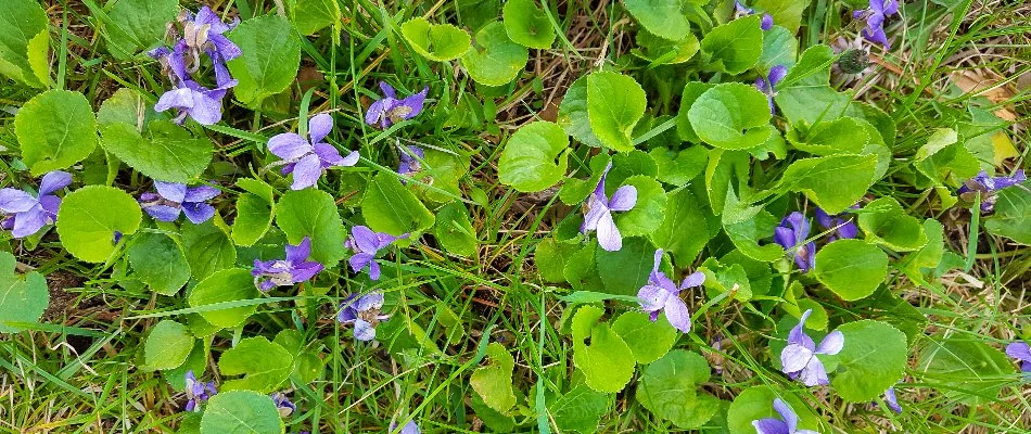 Wild violet weed on a lawn in Bristow, VA.