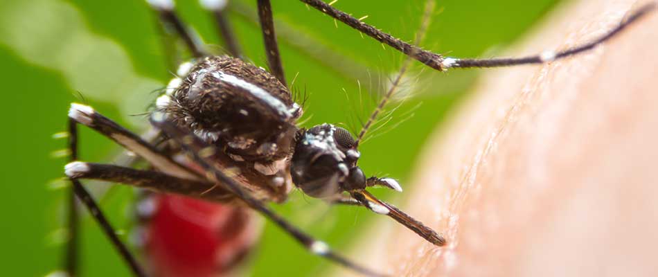 Close up photo of a mosquito near Bristow, VA.