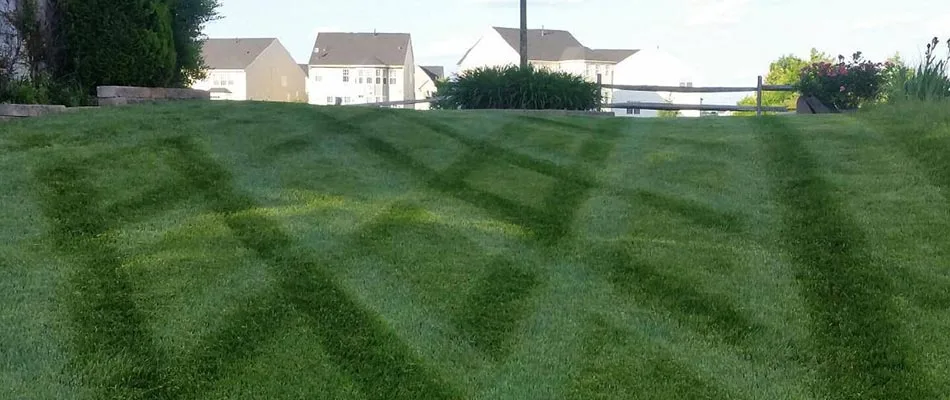 Healthy, fertilized lawn with mowing stripes in Centreville, VA.