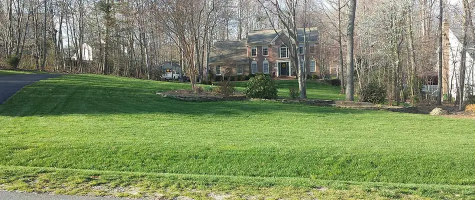 Healthy home lawn after compost top dressing treatments in Manassas, VA.