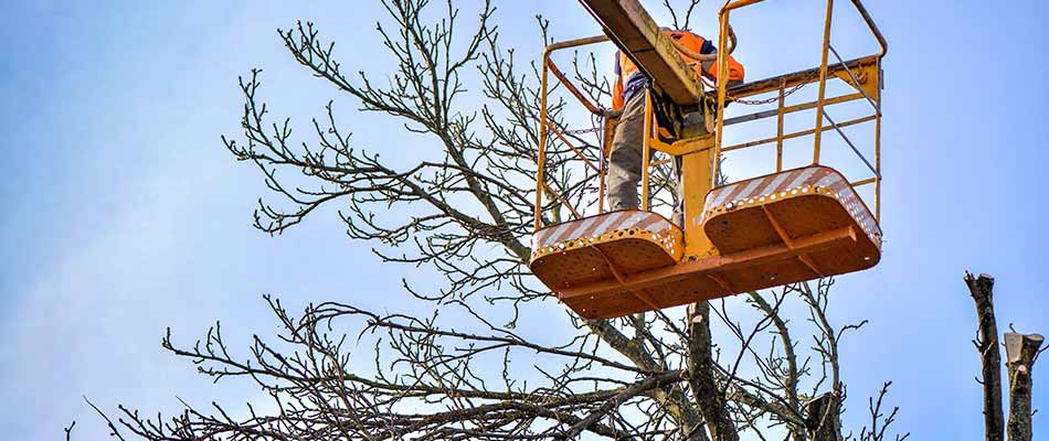 PennySaver - Justice Tree Service in Prince William, Virginia, USA