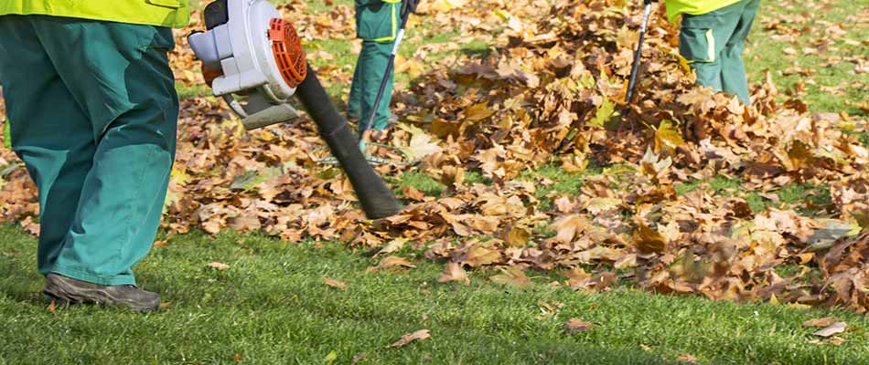 Landscape workers removing leaves during a yard cleanup in Manassas, VA.