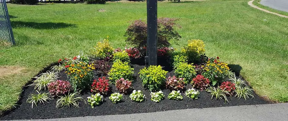 The plants in the landscape bed of this customer in Haymarket have been trimmed and pruned by our seasoned professionals.
