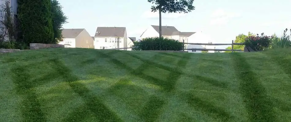 Lush and deep green home lawn near New Baltimore, VA.