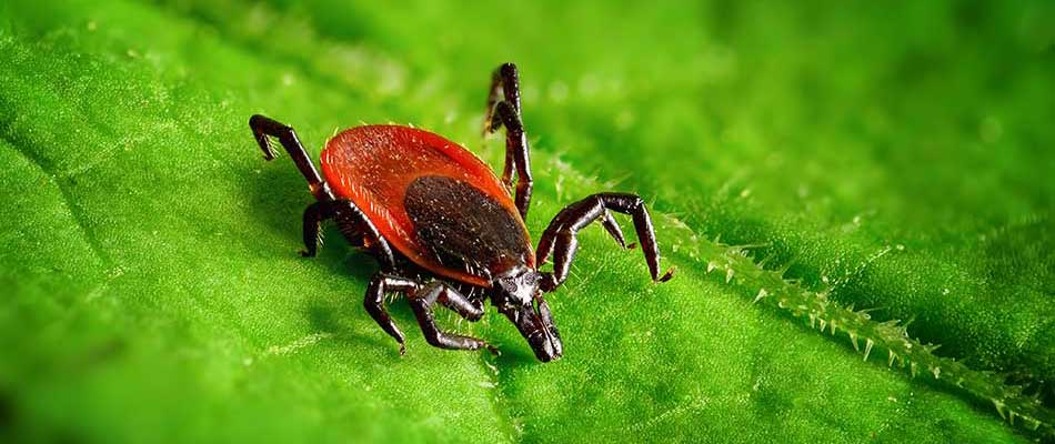 Bristow has become a hot-spot for ticks, as we have a higher volume of calls inquiring about our services for that area.