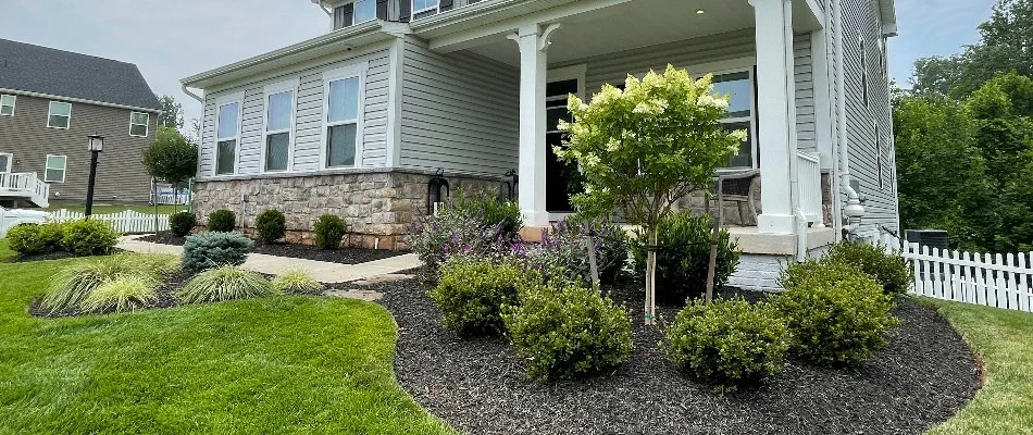 A baby tree and shrubs in a landscape bed in Lake Ridge, VA.