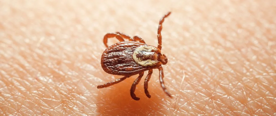 Brown tick on human skin in Bristow, VA.