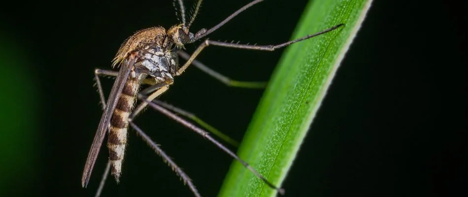 Mosquito standing on blade of grass in Bristow, VA.