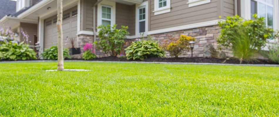 A healthy, fertilized lawn in Dale City, VA.