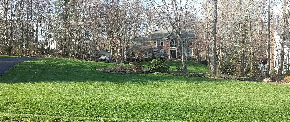 Beautiful, green lawn in residential area located in Montclair, VA.