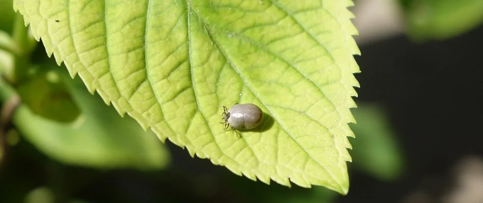 A large tick on a green leaf in Buckhall, VA.