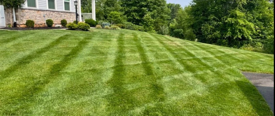 A lawn in Sudley, VA, with mowing patterns.