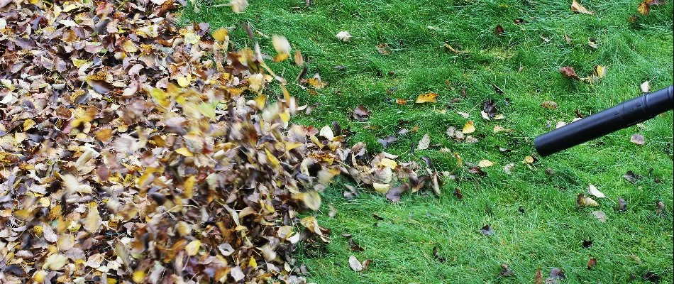 A leaf blower blowing leaves on a lawn in Bristow, VA, into a pile.