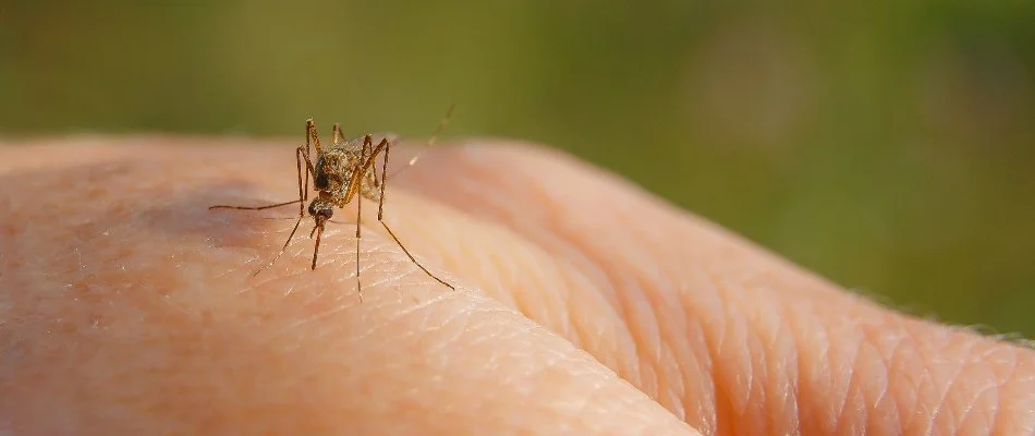 A mosquito biting a hand.