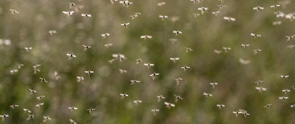 Mosquitoes in flight in the Montclair, VA, area.