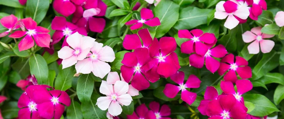 Pink and white vinca annuals in Bristow, VA.