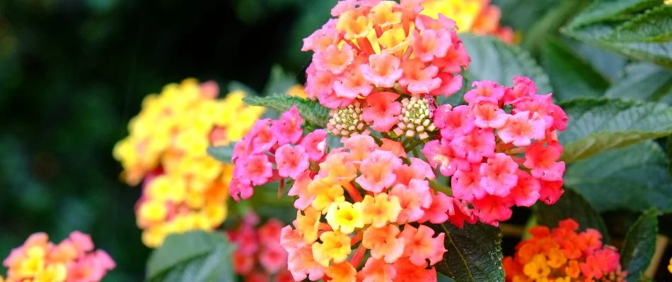 Pink and yellow lantana annual flowers in Bristow, VA.