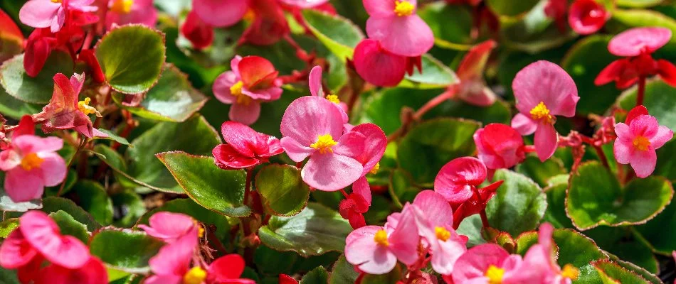 Pink begonia flowers on a property in Bristow, VA.