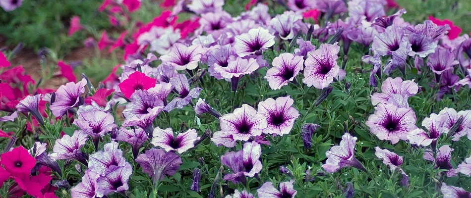 Petunia flowers on a property in Bristow, VA.