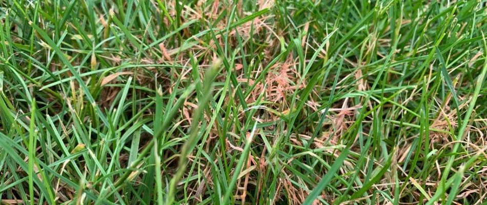 Red thread lawn disease infecting a lawn in Bristow, VA.