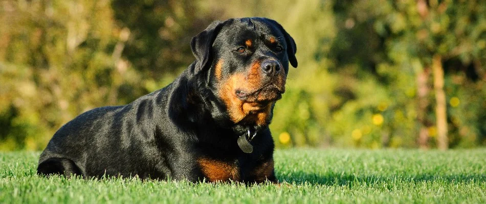 Rottweiler on grass in Bristow, VA.