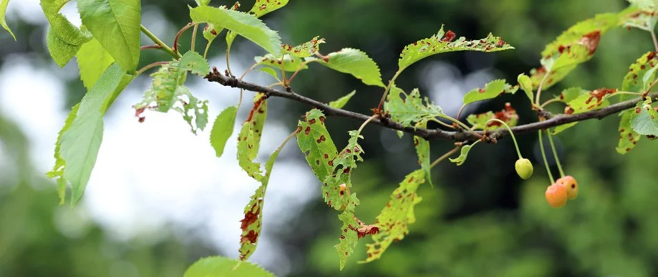 Tree with holes in leaves in Bristow, VA.