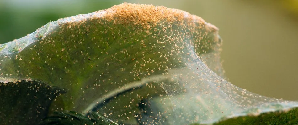 Tiny, orange spider mites on shrub leaves in Bristow, VA.