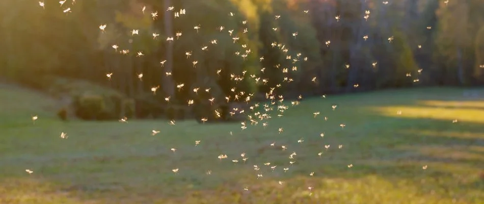 A swarm of mosquitoes in a field in Woodbridge, VA.